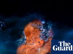 Frente a ti: Premio al fotógrafo de primeros planos del año 2026 – en imágenes