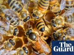 La desigualdad social prospera en la colmena | abejas