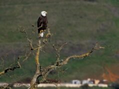 La compra de Sargent Ranch fue resultado del trabajo en equipo