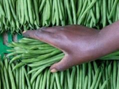 Las dos granjas de Senegal que suministran gran parte de las hortalizas del Reino Unido