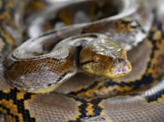 Esta pitón de 23 pies podría ser incluso más larga de lo que midieron los funcionarios