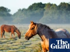 La carne de caballo debería prohibirse en Italia según la propuesta de ley equina | Italia