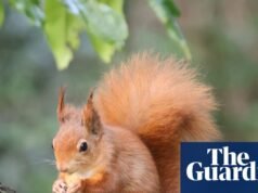 Queremos proteger a las ardillas rojas, así que ¿por qué no proteger sus hábitats? | Fauna