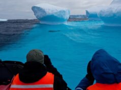 Los investigadores se sorprenden después de filmar una criatura gigante donde nunca se había visto: “Estas cosas son tanques”
