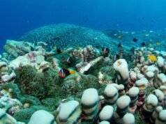 La colonia de coral más grande del mundo descubierta frente a la costa australiana por un equipo de madre e hija