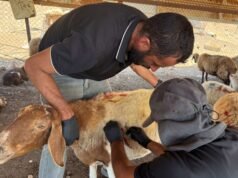 Decenas de ovejas mueren tras incendios en prados en Cisjordania, se confirma un cortocircuito eléctrico