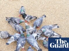 No necesitamos controlar a las palomas, sólo a las personas que las alimentan | Aves