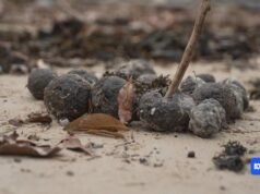 Fatberg ‘del tamaño de cuatro autobuses’ descubierto bajo la planta de alcantarillado de Sydney