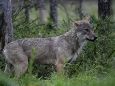 Francia flexibiliza las normas que permiten a los agricultores cazar lobos