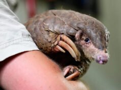 Estos tímidos osos hormigueros escamosos son los mamíferos más traficados en el mundo