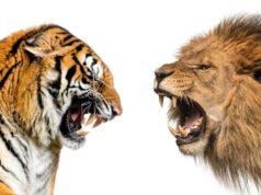 Por qué este ‘encuentro épico’ nunca sucedería en la naturaleza