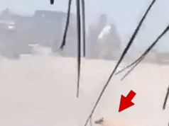 Perro atrapado en fuego cruzado durante tiroteo masivo en Puerto Vallarta, México