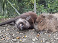 Queridos compañeros del zoológico mueren con pocas horas de diferencia