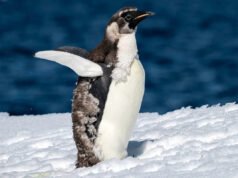 La muda anual de los pingüinos emperador es ahora un riesgo creciente a medida que desaparece el hielo antártico, dicen los científicos