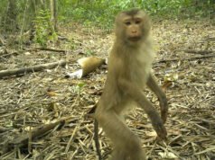 9 animales raros filmados en la “Amazonia asiática”