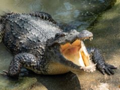 La verdad detrás de los infames ataques de cocodrilos en la isla Ramree