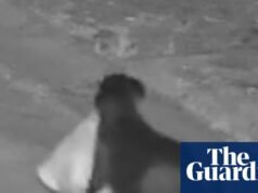 En Sicilia, un hombre entrenó a su perro para tirar basura ilegalmente, dice la policía | Italia