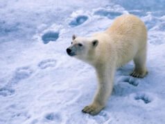 Los osos de 1.700 libras usan pequeños bultos para caminar sobre el hielo