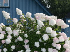 Plataforma de Ruben Östlund, enlace noruego de Motlys para Thriller