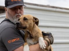 Autoridades rescatan a más de 200 perros en operación de pelea de perros