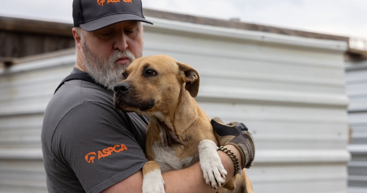 Trabajador de ASPCA sostiene a un perro rescatado