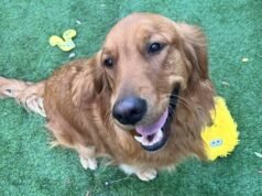 El perro de apoyo de Pittsburgh compite por el título de ‘mascota favorita de Estados Unidos’