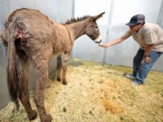 Al menos 11 burros salvajes de California muertos en misteriosos ataques