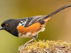 ¿Fue vista Santa Cruz cantando una canción sobre el amor no correspondido?