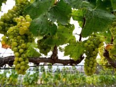 Ex enólogo del Valle de Napa se disculpa tras ser condenado por estafa de uvas por valor de 2,5 millones de dólares
