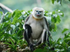 Mono con cara azul y labios hinchados obtiene una rara victoria en conservación