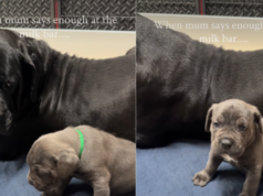 Mamá perrita enseña los límites a sus recién nacidos en un video divertido