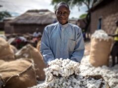 La red de algodón verificada de Ayuda para el Comercio logra un crecimiento récord