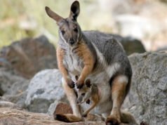 El pequeño ualabí bebé que se cae de la bolsa de mamá es la sorpresa más caótica de la mañana