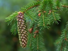 No, los árboles no pueden anticipar un eclipse solar
