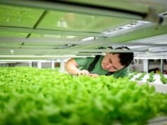 Un empresario groenlandés apuesta por las verduras de hoja verde