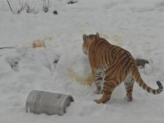 El Zoológico de Buffalo trae de vuelta los ‘Días del Oso Polar’