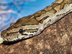 Cuando esta pitón intentó comerse un antílope, las cosas tomaron un giro ‘brutal’