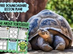 Una lección sobre las tortugas