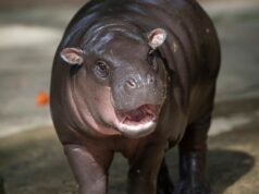 El zoológico de Moo Deng responde a las preocupaciones sobre el “triste” hábitat del hipopótamo pigmeo