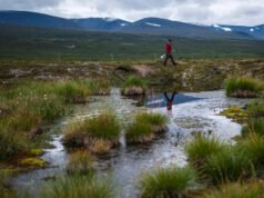 Cómo un Ártico más verde podría desencadenar un peligroso ciclo de retroalimentación