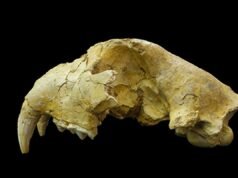 Los ‘tigres’ perdidos de Japón eran en realidad una especie diferente de felino, revela un estudio