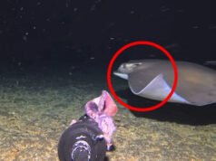 Una cámara submarina barata graba una criatura de las profundidades marinas en Indonesia que probablemente nunca antes había sido filmada con vida