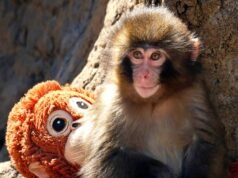 Punch: Mono bebé nos hace reír, llorar, vernos en su pelea