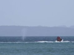 Barcos escoltan a una ballena liberada lejos de aguas poco profundas frente a la costa alemana