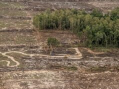 Un megaproyecto agrícola en Indonesia lleva la deforestación al nivel más alto en casi una década