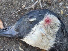 Matones adolescentes matan a cuatro patos con catapultas después de una ola de ataques similares en todo el Reino Unido en medio de una alarmante tendencia en las redes sociales