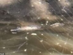 Un momento aterrador: se ve un cocodrilo en un estanque detrás del suburbio de Bunnings, a más de 1.000 kilómetros de su hábitat.