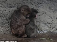 ¡Punch tiene un amigo! Un pequeño mono que no tenía a nadie a quien amar excepto su peluche finalmente hace amigos mientras se acurruca con otro macaco en el zoológico japonés.