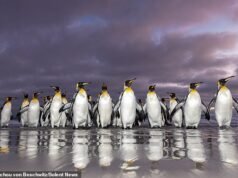 ¿Quieres un chapuzón por la mañana? Pingüinos rey de las Islas Malvinas avistados nadando al amanecer