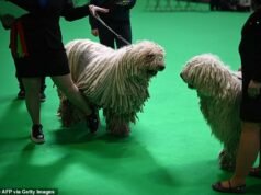 ¡Es la vida de un perro! Miles de perros de pura raza de todo el mundo llegan a Crufts para luchar por ser nombrados los mejores de la exposición.
